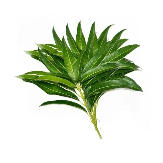 Mango Leaves 5 for